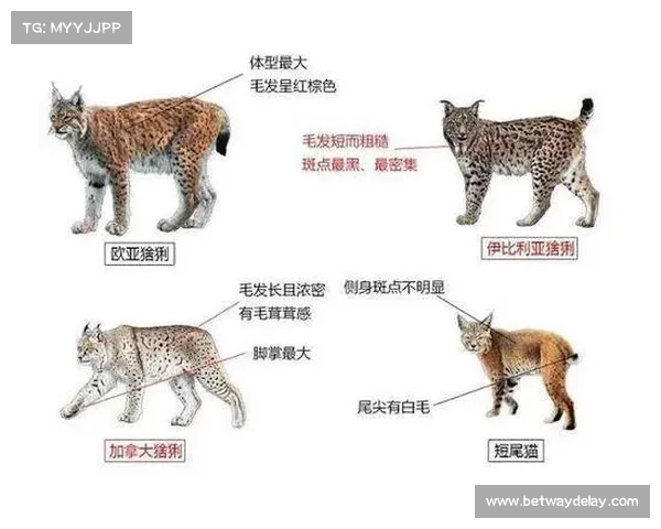 山猫队更名为黄蜂队的背后故事及森林狼队是否也改名探讨